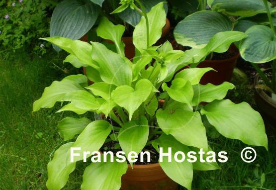 Hosta Sweet Tater Pie